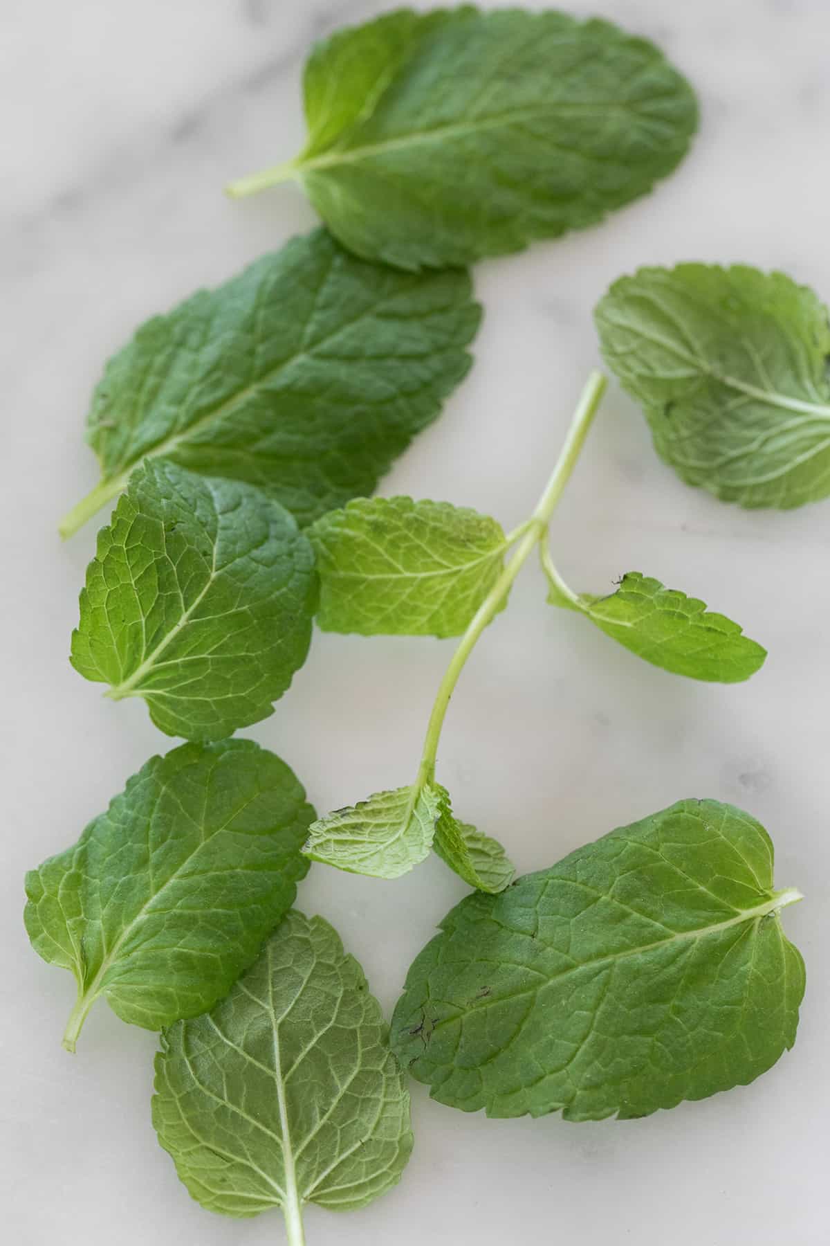 fresh mint leaves