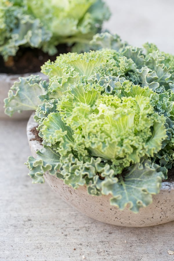 greenery in a diy cement planter