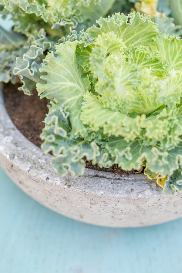 close up of diy cement planter