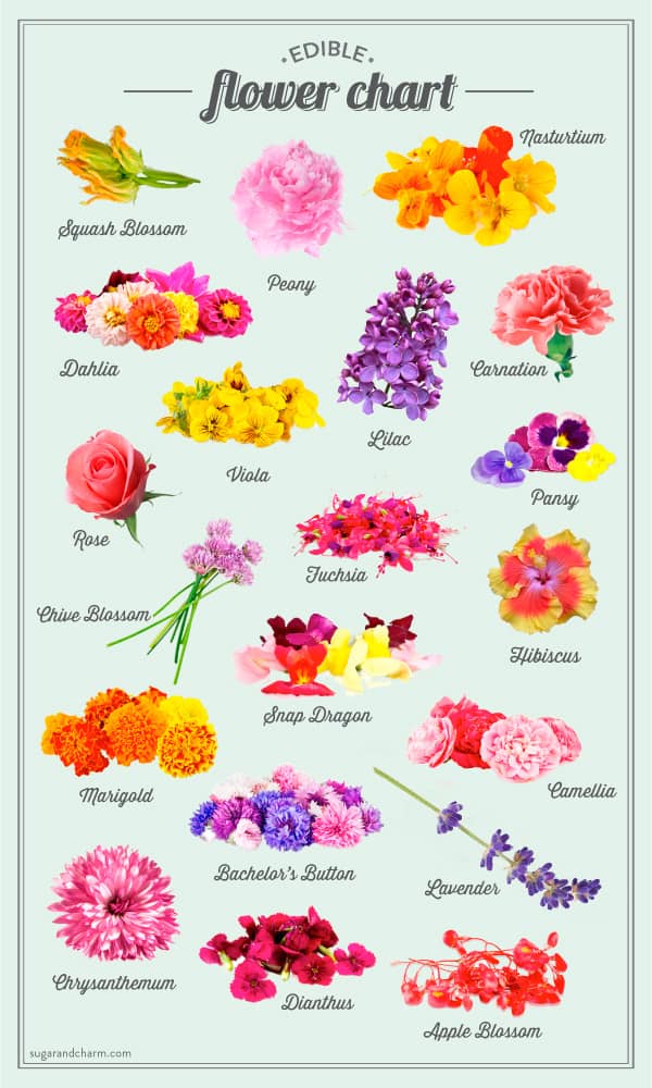 A graphic chart with edible flowers 