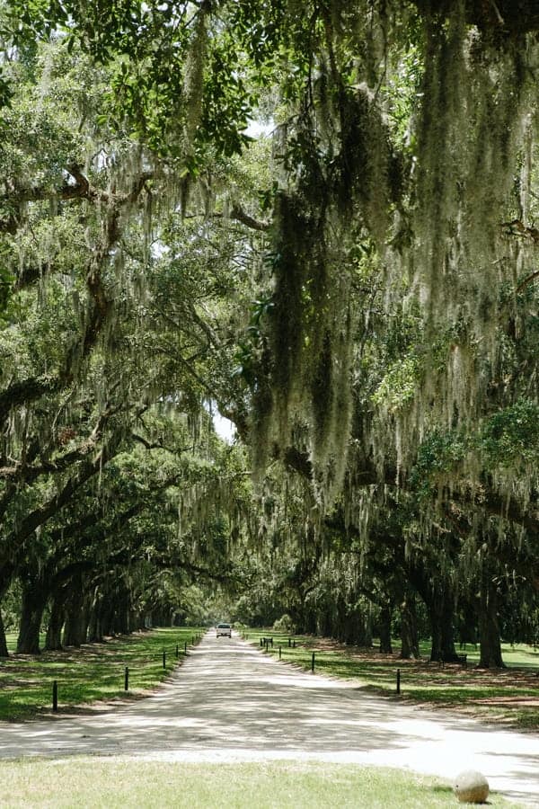 Charleston oak trees in moss