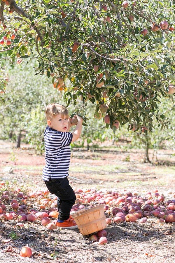 LA with Kids Apple Picking in Oak Glen Sugar and Charm Sugar and Charm