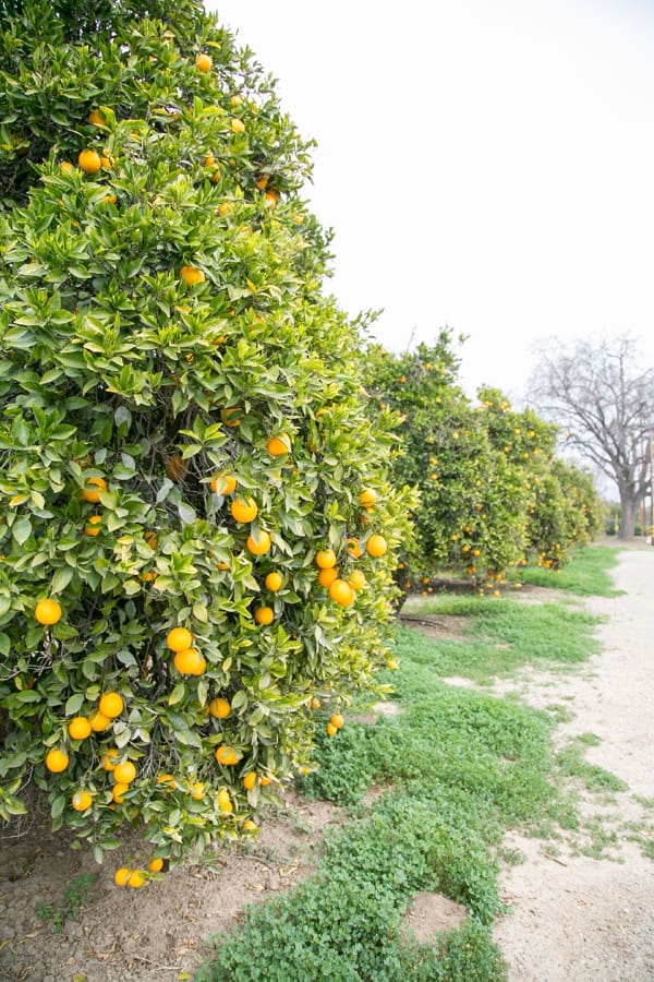 Orange trees in Ojai 