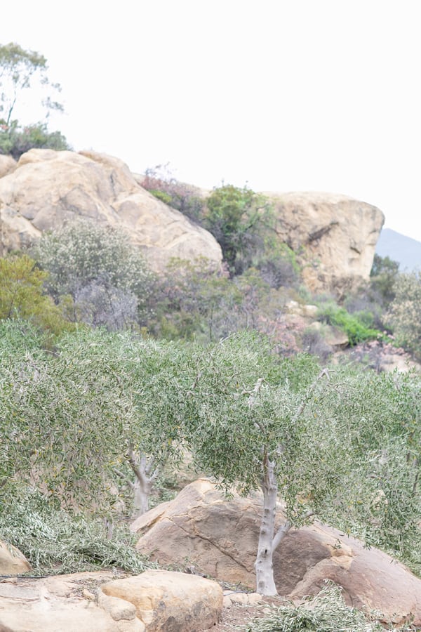 Olive trees in Ojai 