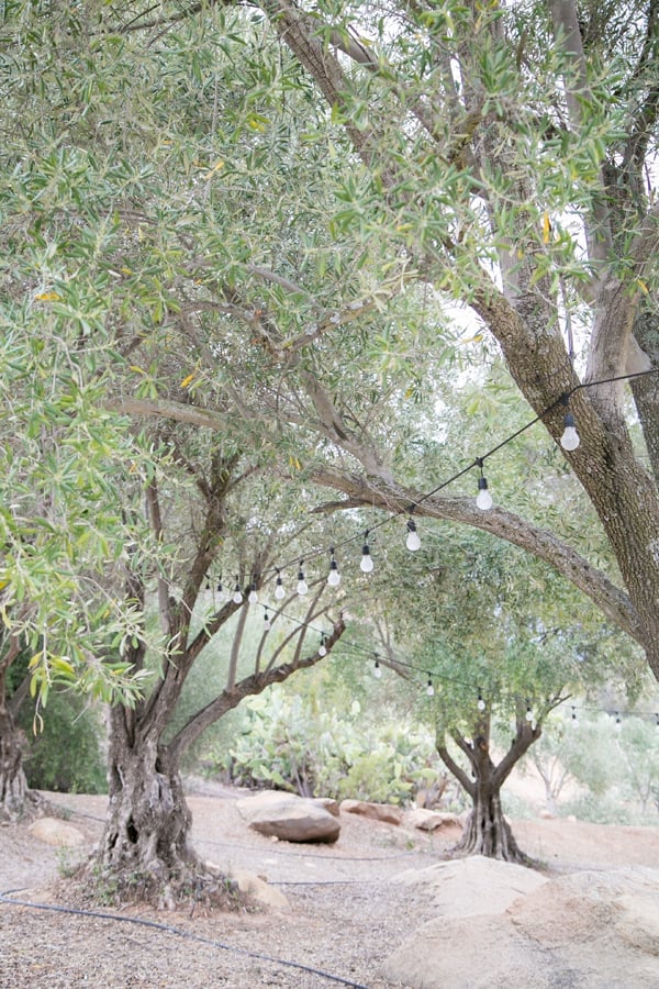 Olive trees with string lights 