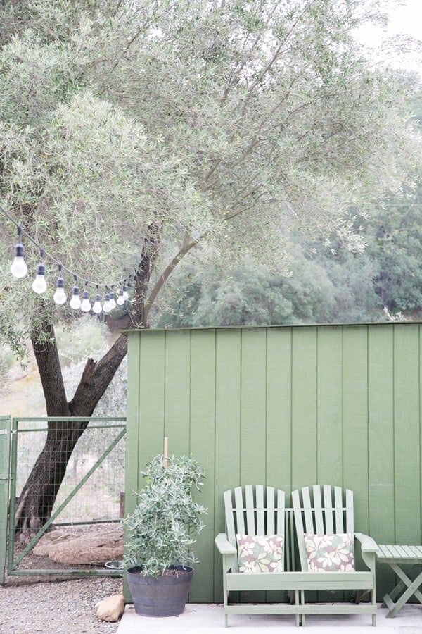 Twi green chairs next to a green wall with olive trees.