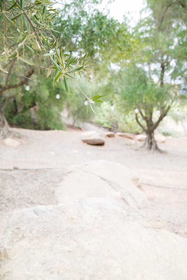 Olive trees and rocks in Ojai 