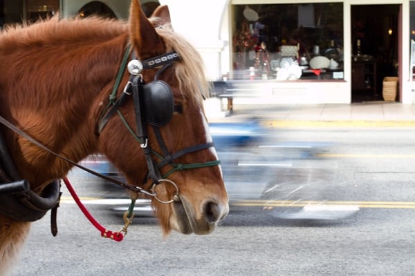 Horse in Ojai 