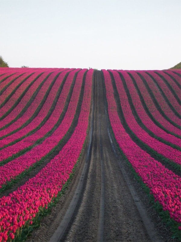 wide shot of a field of tulips