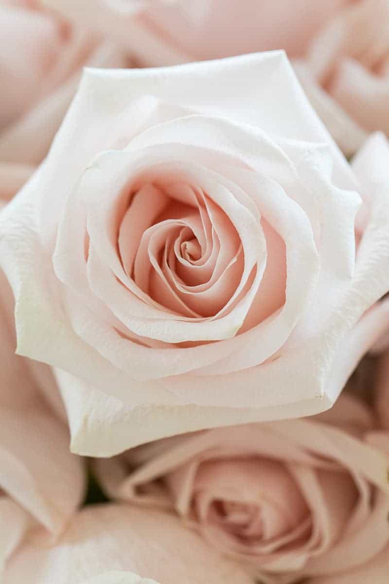 Close up photo of a pink rose - distilling rose petals