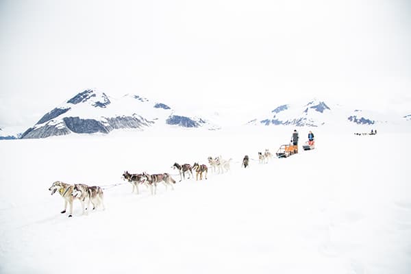 Dog sledding on a glacier. 