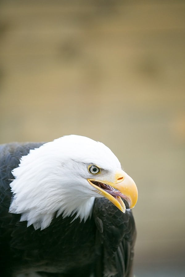 Bald Eagle in Alaska 