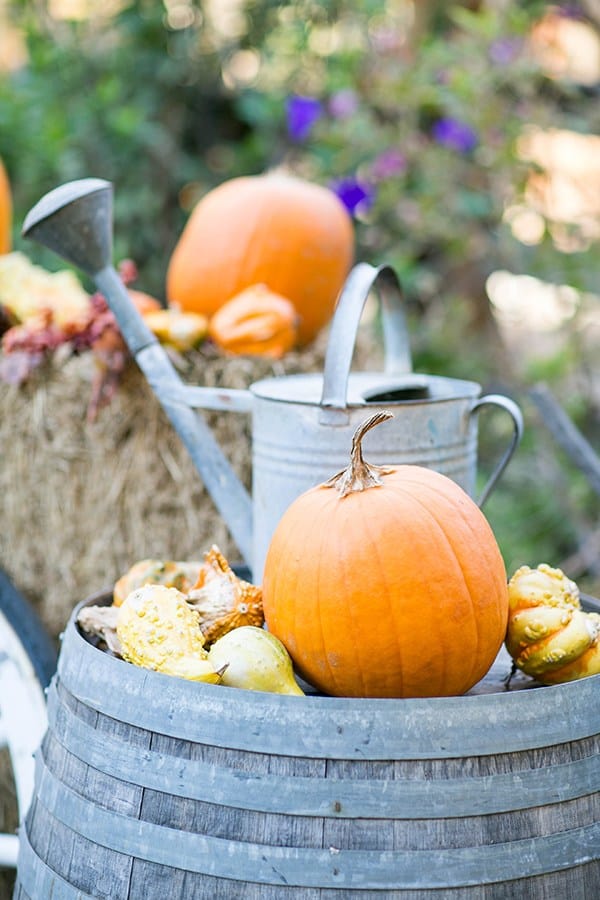 shot of pumpkins on a barrel