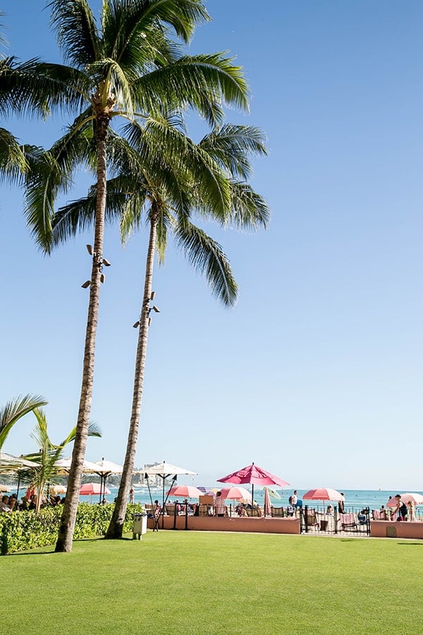 Palm trees and the beach 