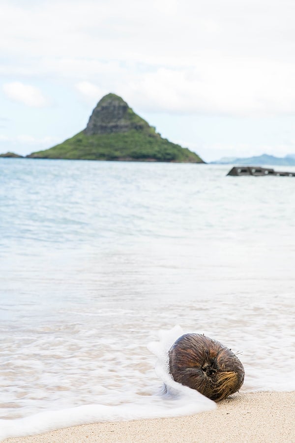 Coconut on a beach 