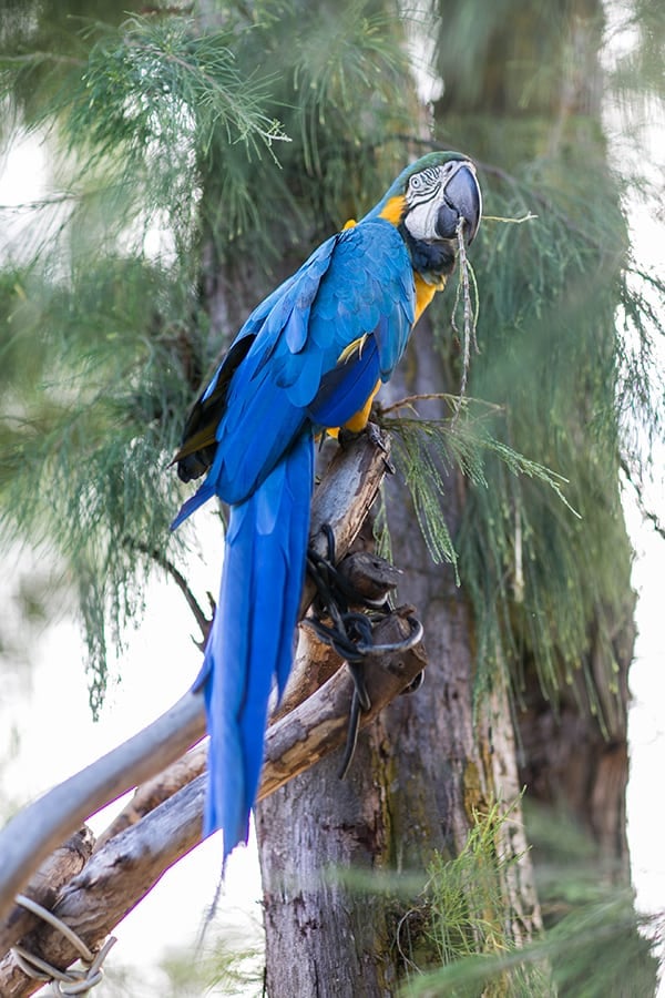 Blue and yellow tropical bird