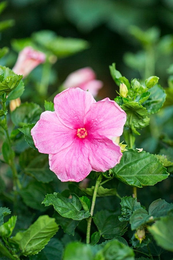 Beautiful pink flower.