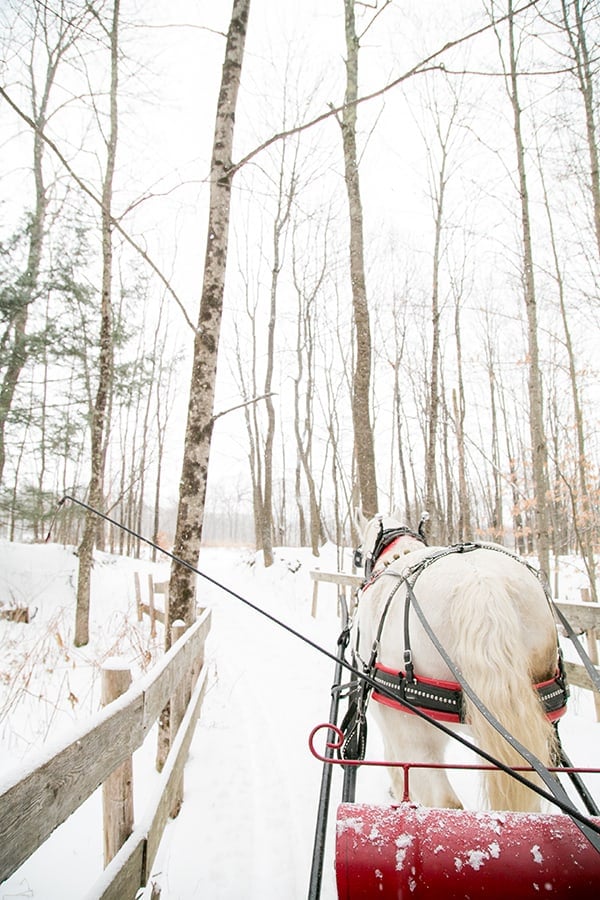 Horse pulling sled in a winter wonderland setting in Stowe Vermont