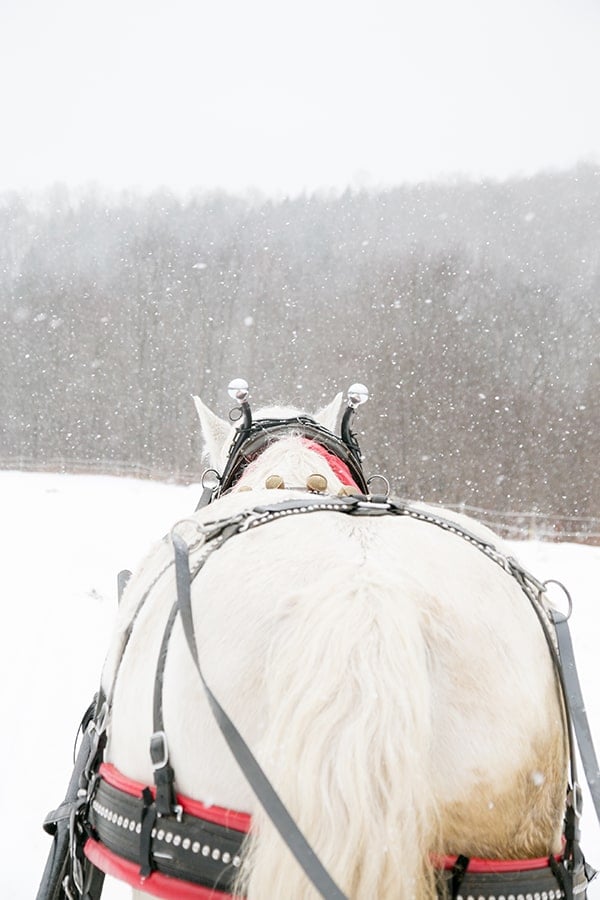 While horse pulling a sled in snow.