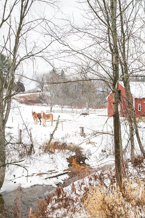 Horses in a field with a red barn in Stowe