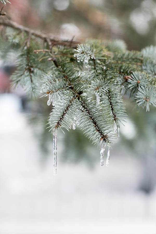 Frozen pine tree