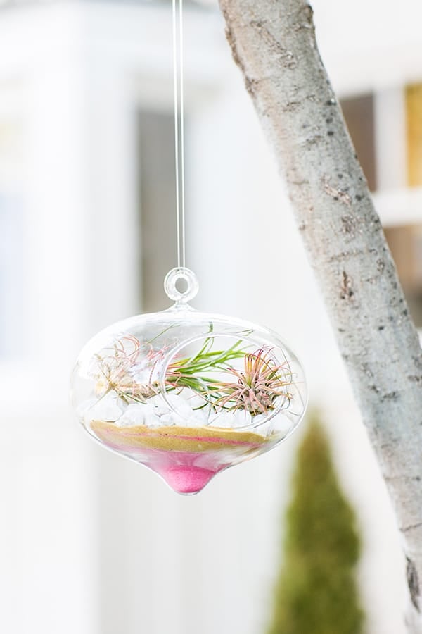 Valentine's Day Terrarium hanging from a tree.