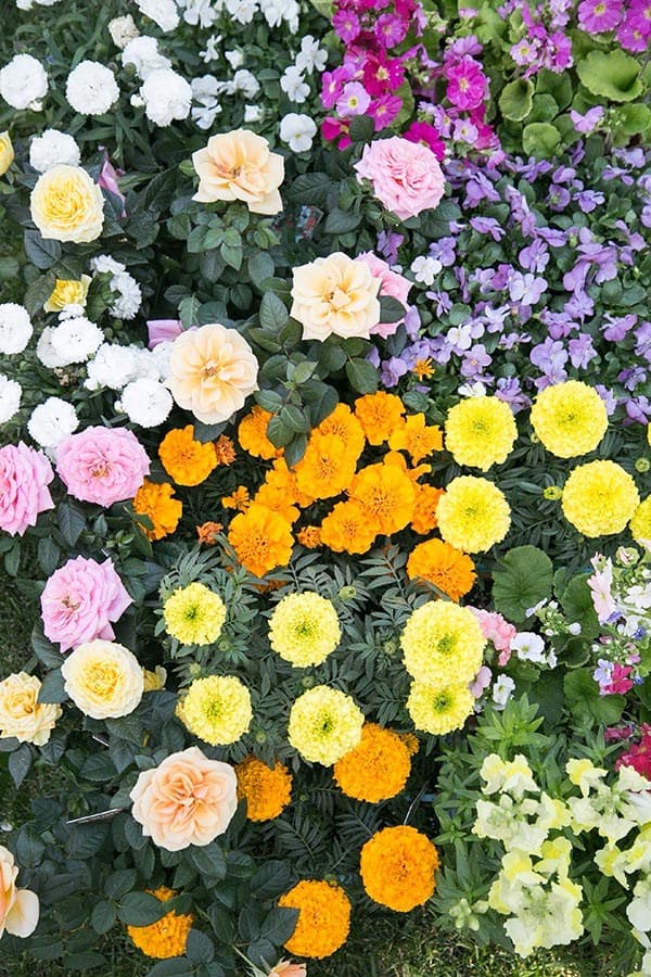 Photo showing an array of colorful edible flowers. 