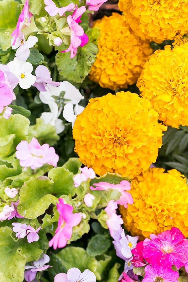 large orange Marigold flowers 