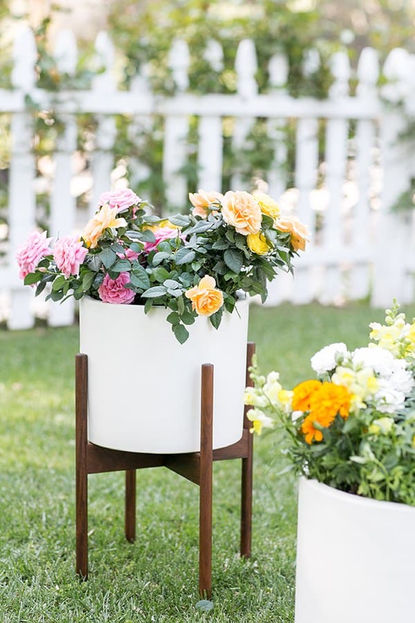 Potted edible flowers in white pot 