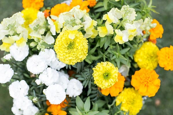 Edible marigold flowers.