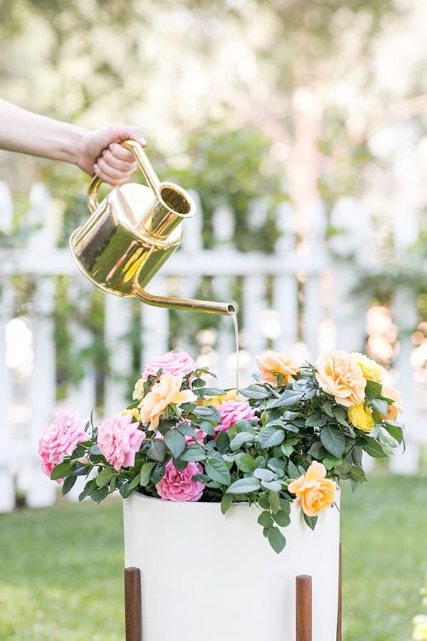 Watering roses with a brass watering can.