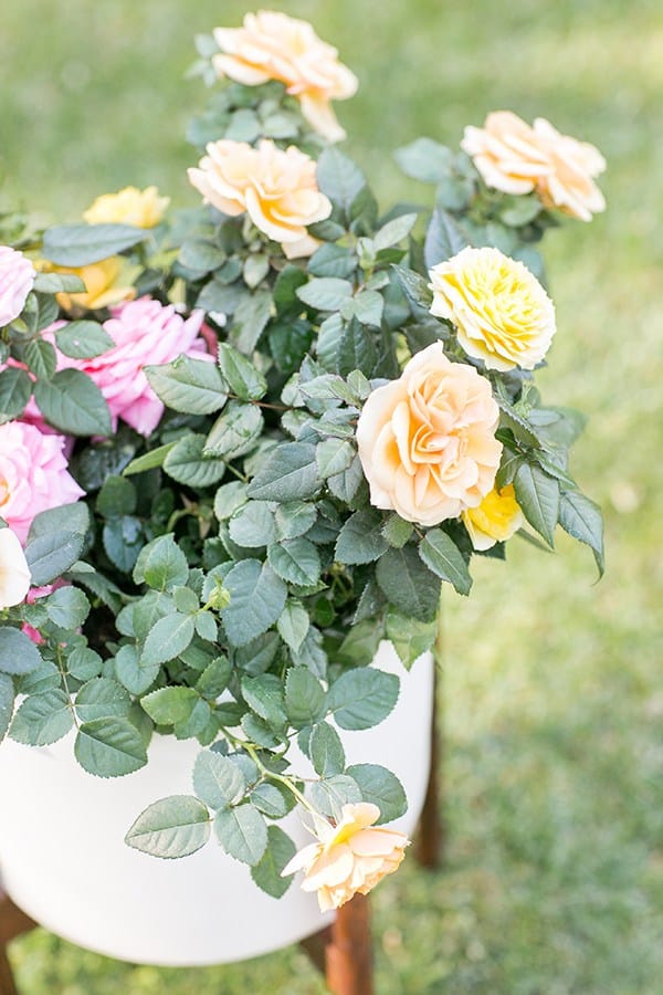 Roses in a white planter.