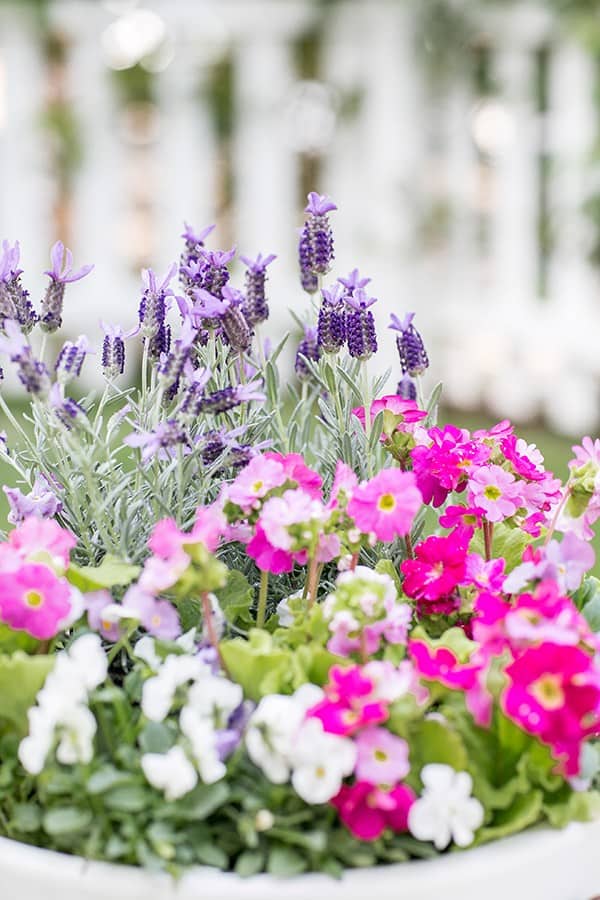 Lavender and other edible flowers in a white pot.