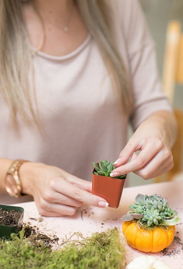 Girl making a pumpkin succulent - fall baby shower, baby shower theme