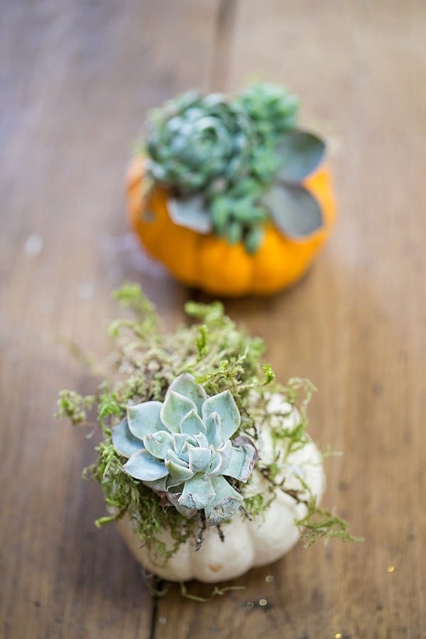 tiny pumpkin succulents - fall baby shower, baby shower theme