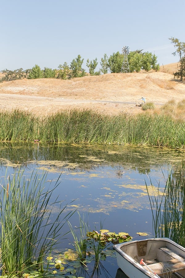 Pond in Los Olivos 