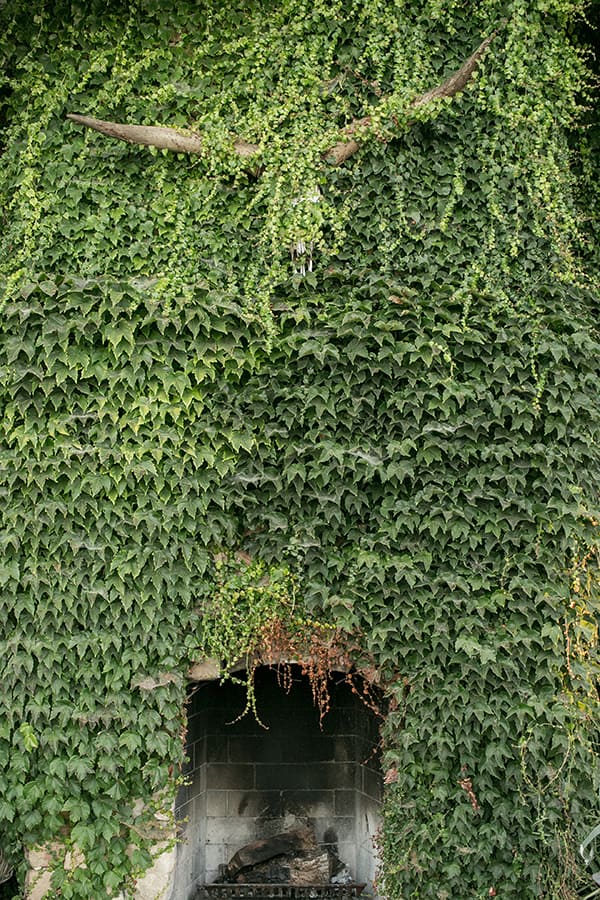 Fireplace covered in ivy.