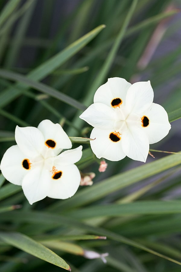White flowers with a black middle.