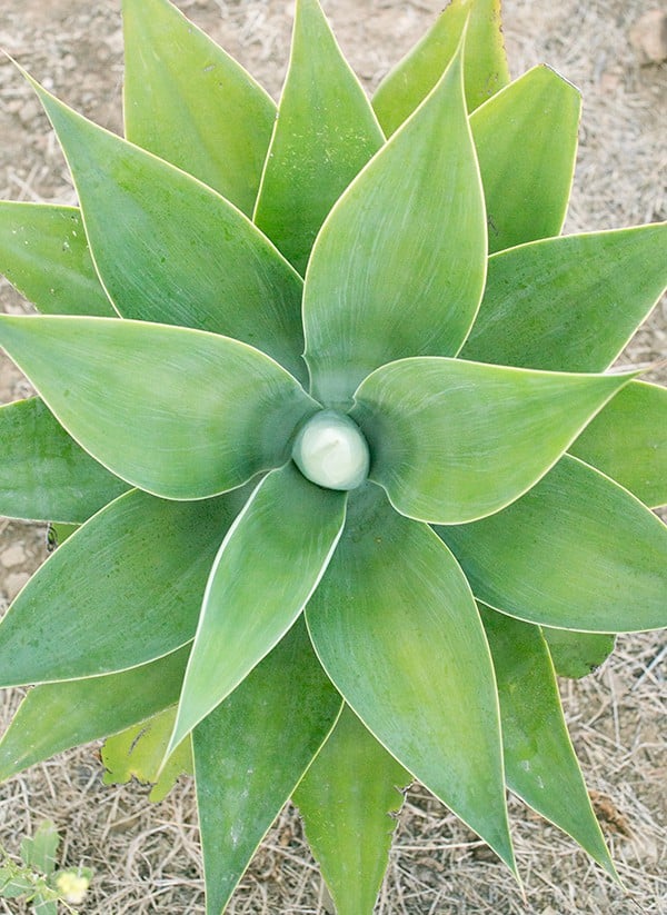 Beautiful green flower plant