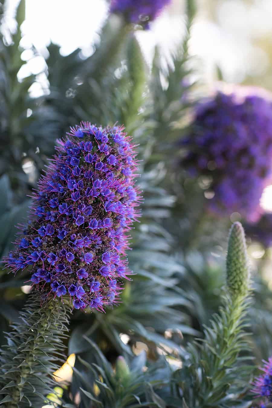 Beautiful purple flowers