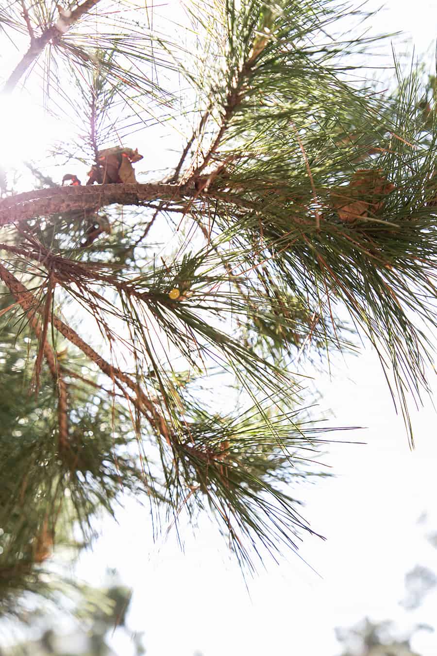 Pine trees in Carmel by The Sea