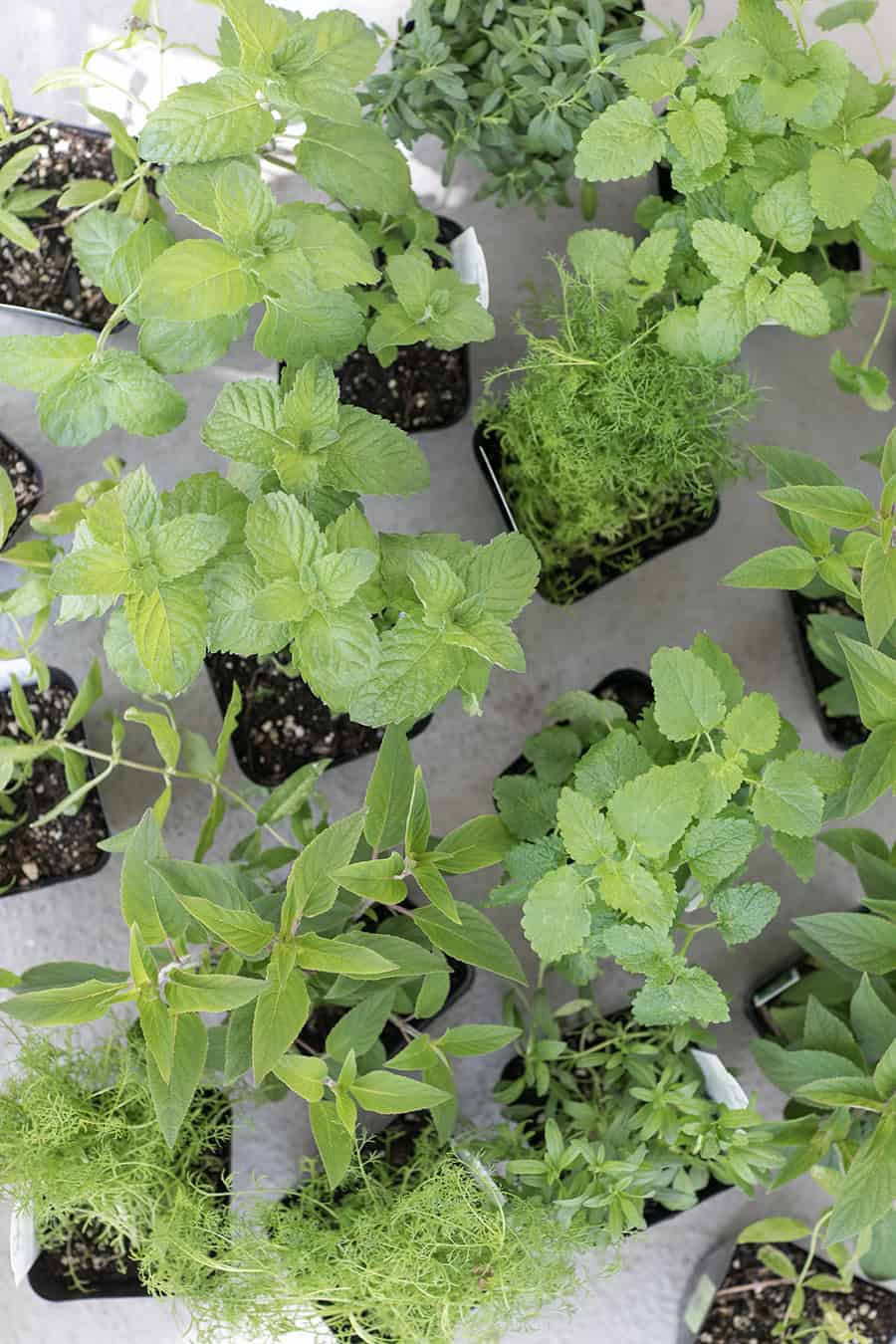 Overhead photo of potted herbs.