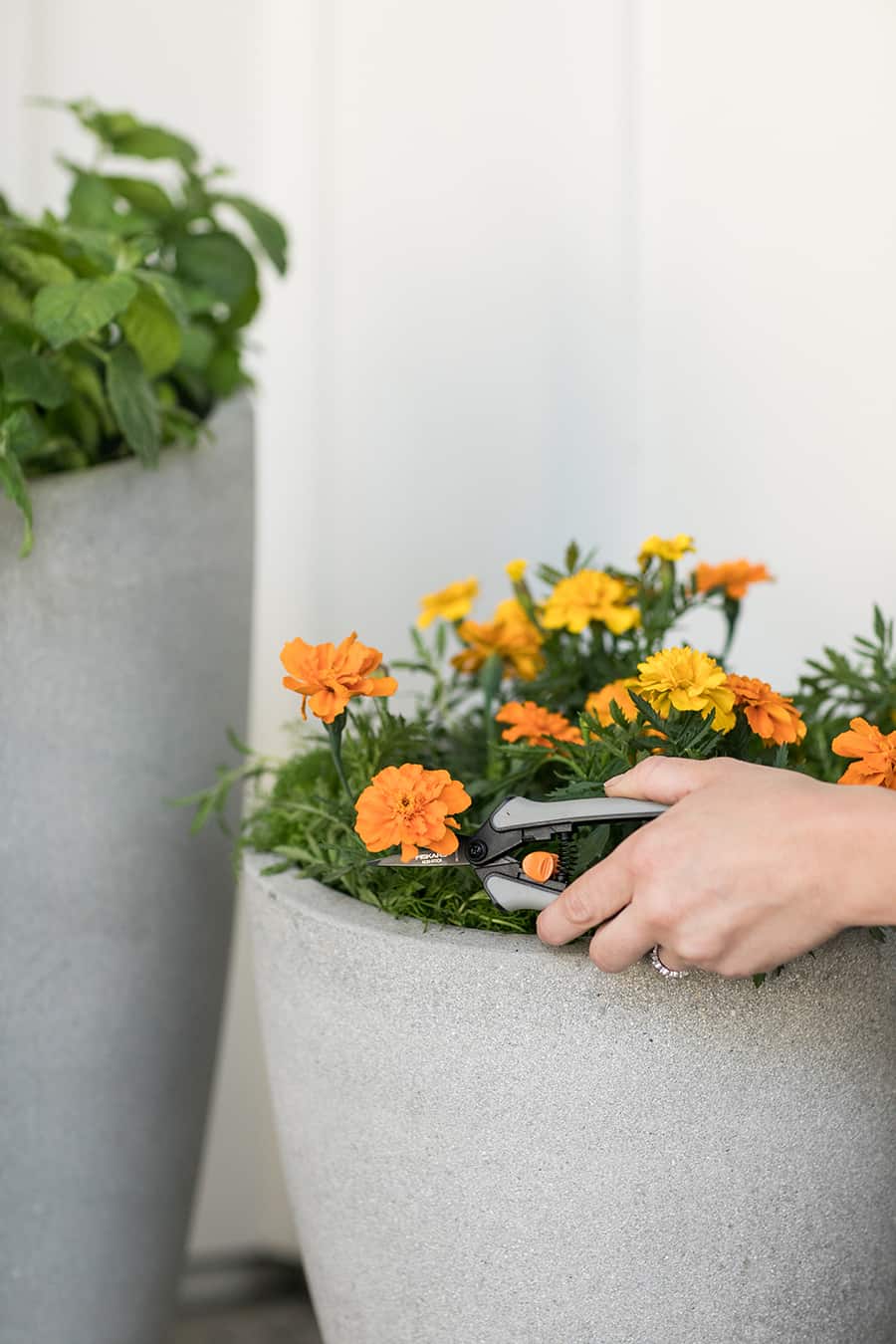 Clipping marigold flowers.