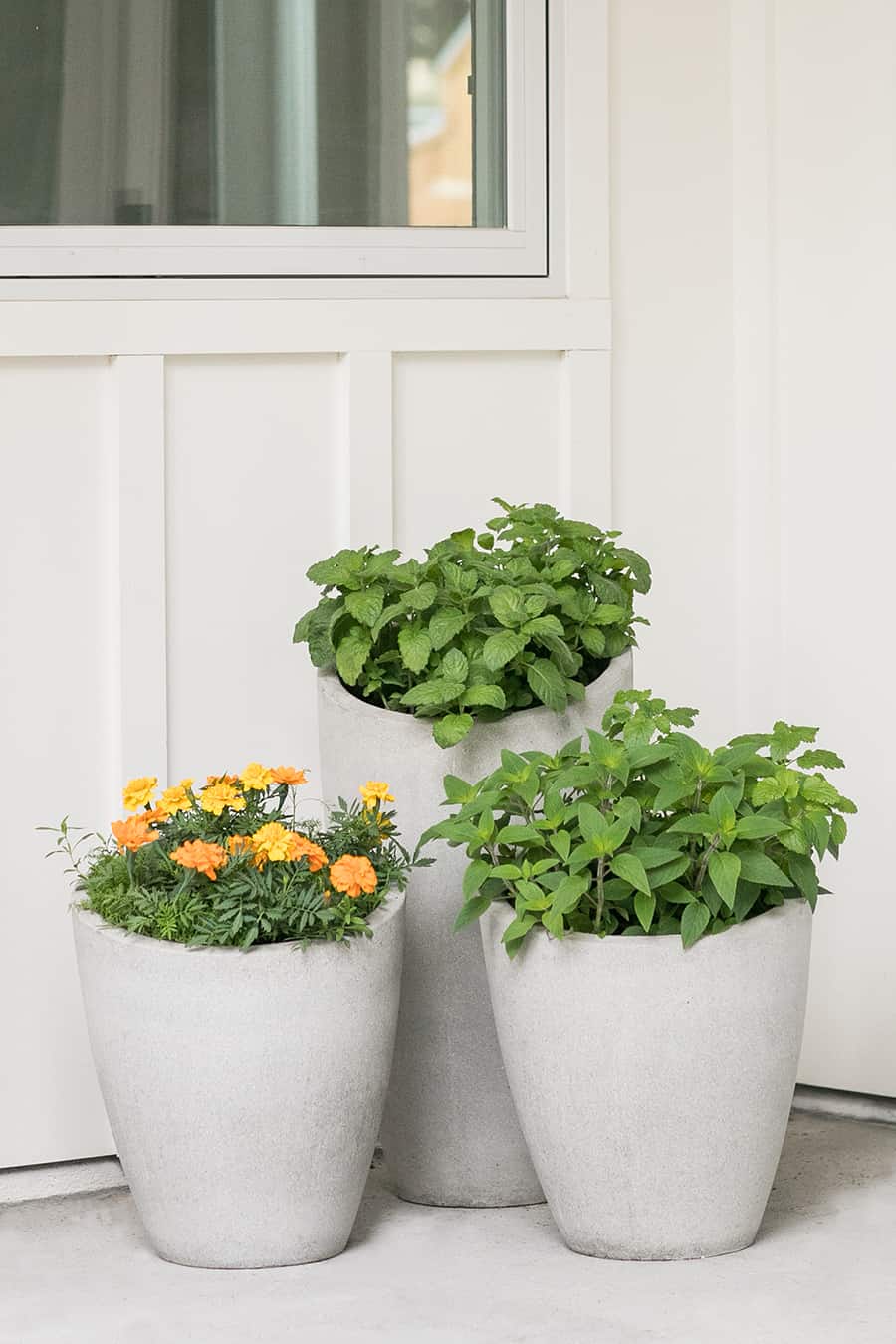 Three concrete pots potted with herbs and flowers.