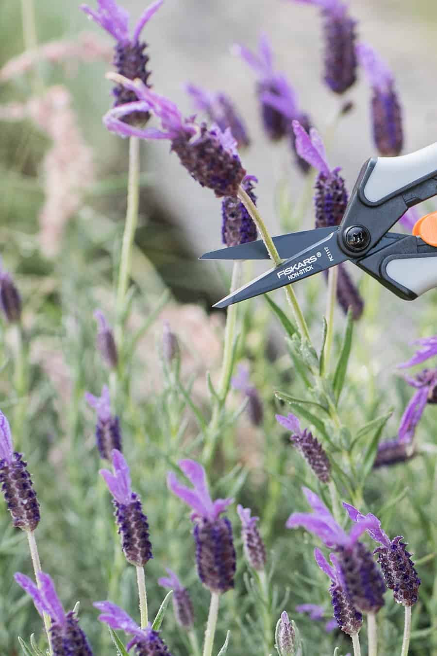 Clipping lavender with a Fiskakers clipper.