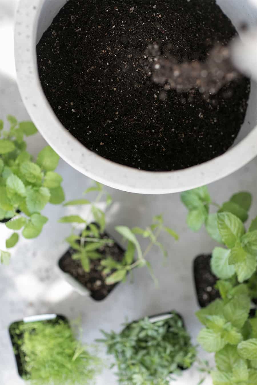 Soil pouring into a pot of herbs
