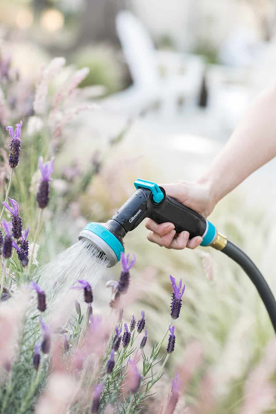 Watering lavender with a Gilmore hose.