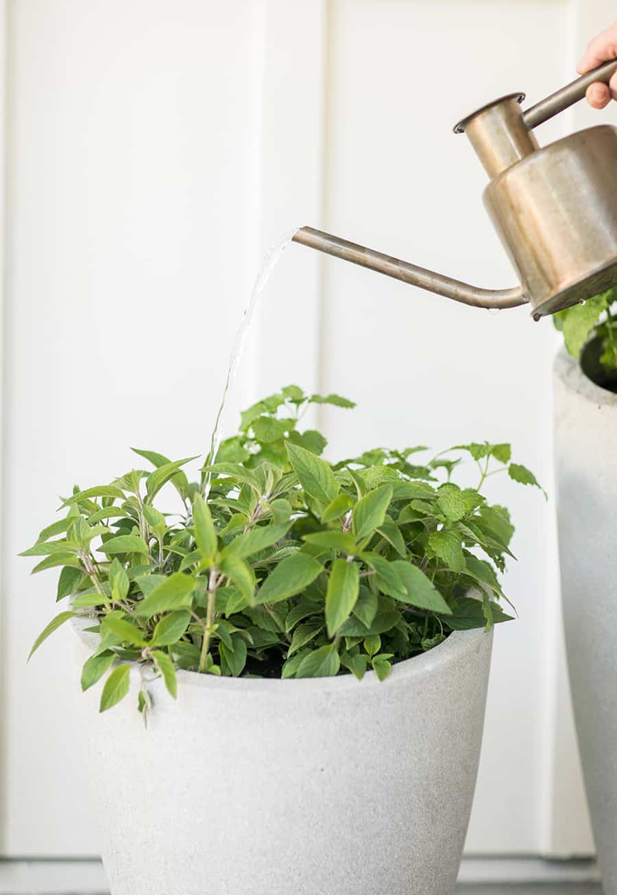 Watering mint and herbs