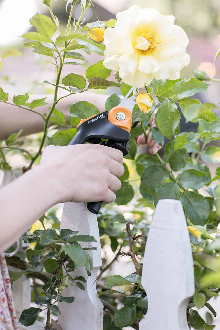 Clipping roses with a Fiskars clipper