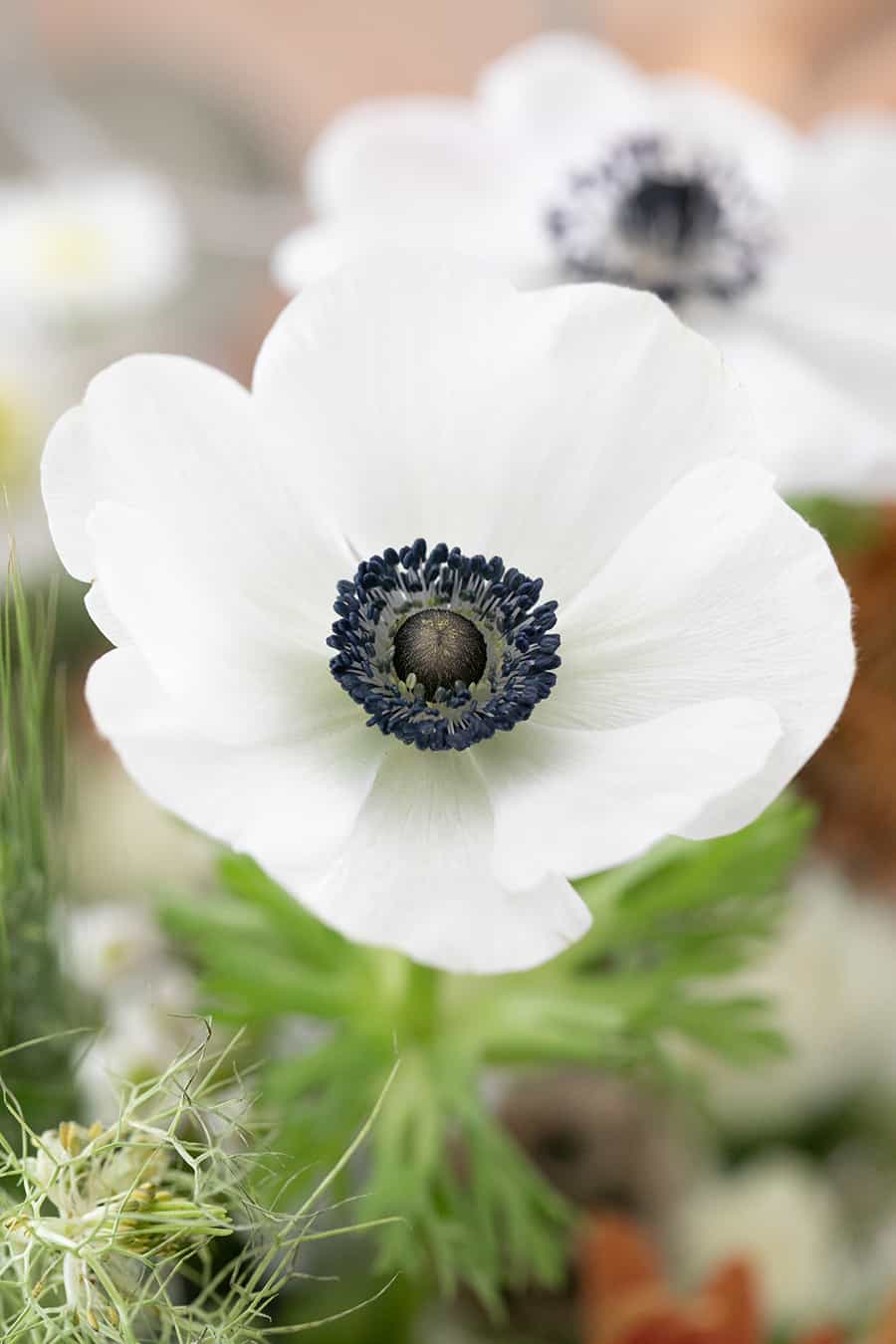 Beautiful white flower 